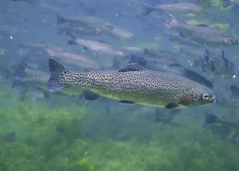 Микижа целиком под водой