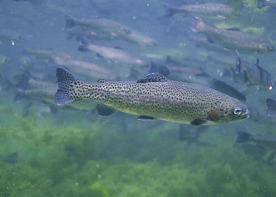 Микижа целиком под водой