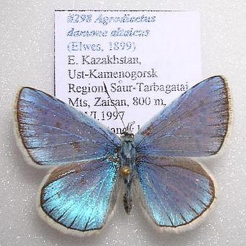 Polyommatus damone altaicus; представитель вида, не изображение подвида Плюща