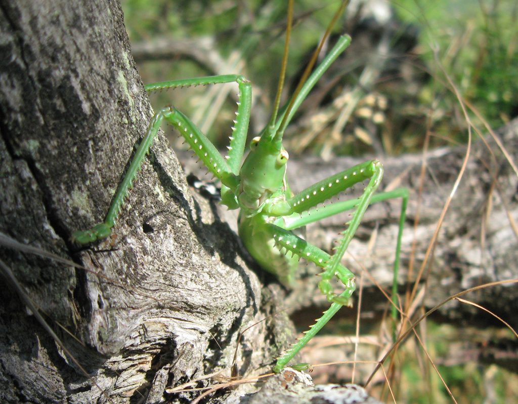 Степная дыбка в травянистом местообитании