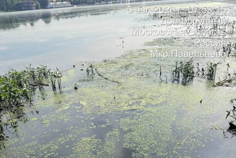 В Клязьминском водохранилище выявили высокое содержание нефтепродуктов и бактериальное загрязнение