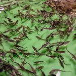 В Можайское водохранилище и Москву-реку выпустили 25 тысяч мальков сазана