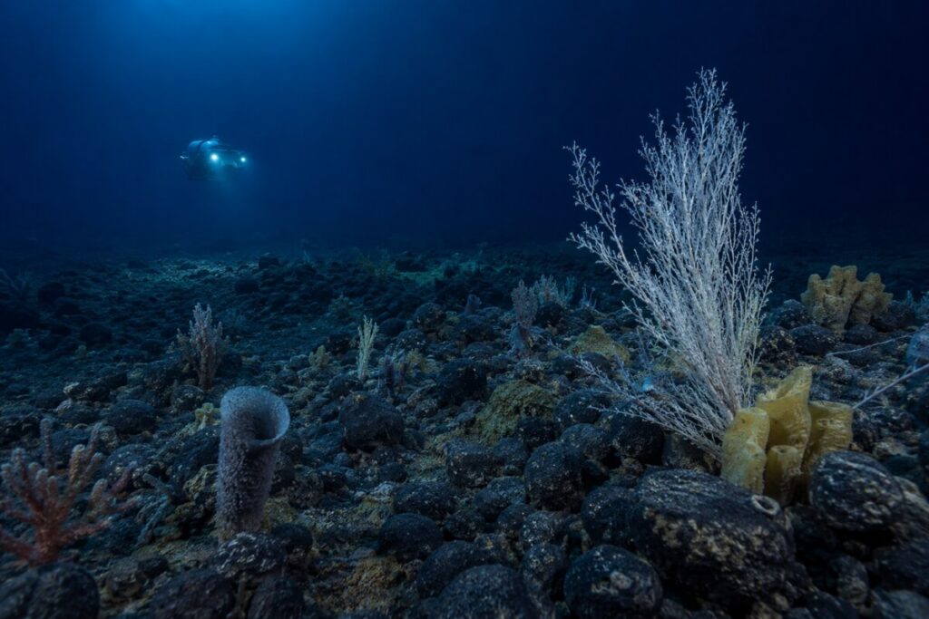 Еще три страны поддержали мораторий на глубоководную добычу