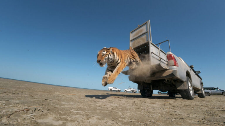 В Казахстане впервые за 78 лет выпустили тигра в дикую природу