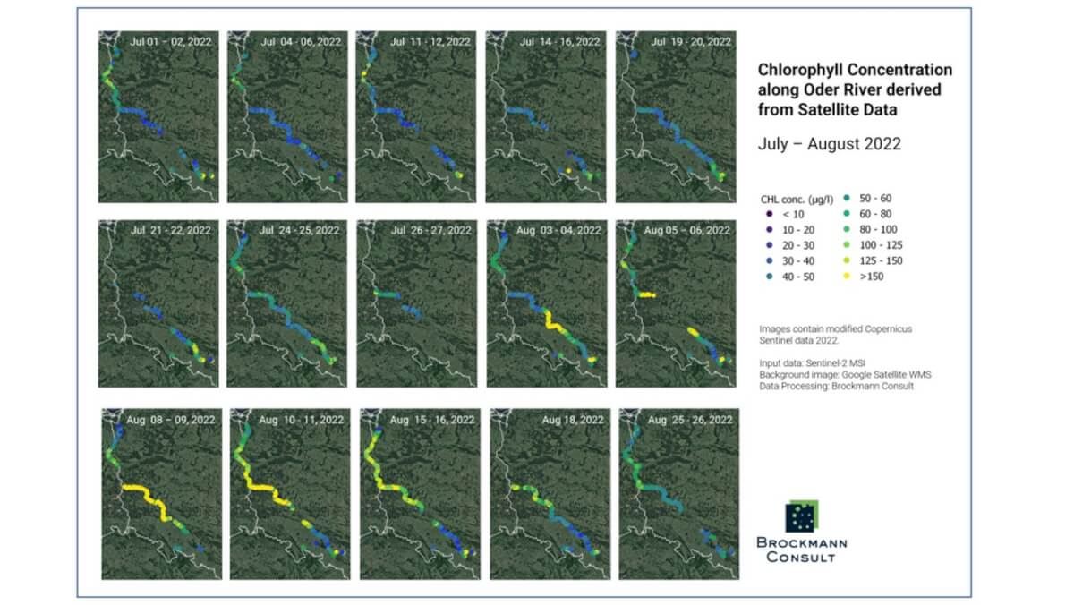 Спутниковая карта распространения цветения водорослей по реке Одер летом 2022 года