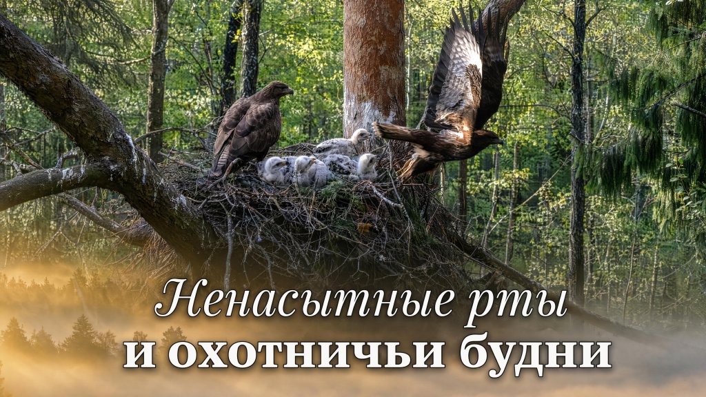 Взрослая хищная птица возвращается к птенцам с кормом