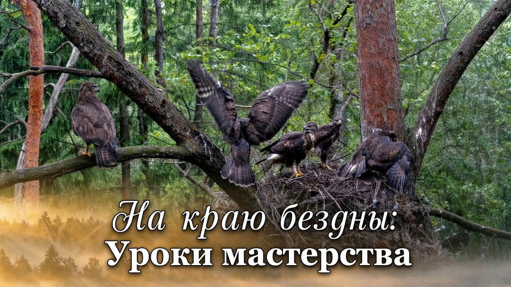 Молодые хищные птицы на ветвях возле гнезда
