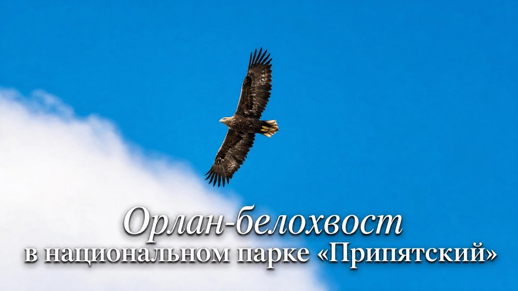 Орлан-белохвост в полёте на фоне неба; кадр фильма