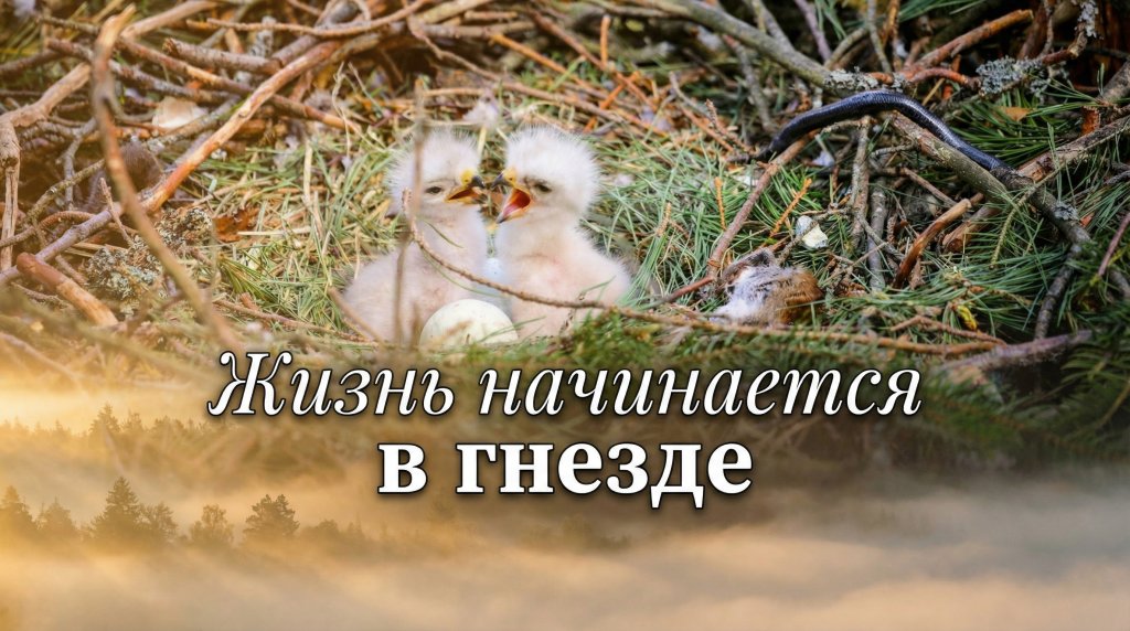 Птенцы в гнезде, кадр фильма
