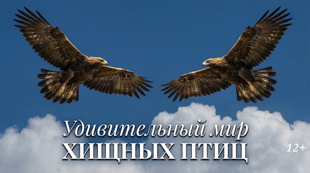 От гнезда до первого полёта: вышел фильм о хищных птицах четырёх стран