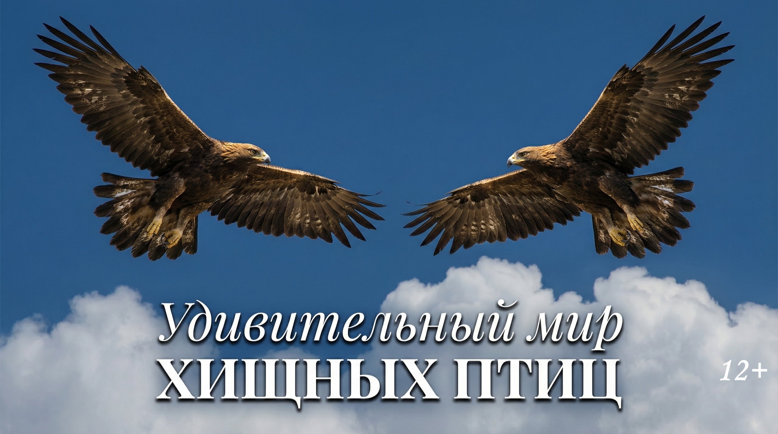От гнезда до первого полёта: вышел фильм о хищных птицах четырёх стран