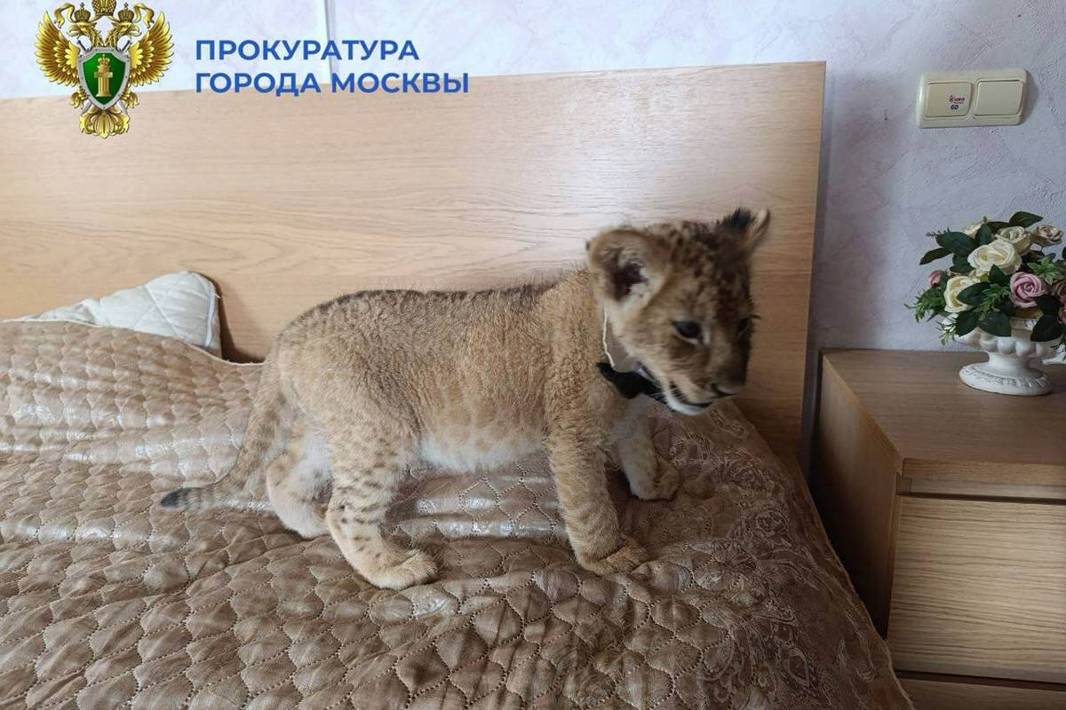 Львы ради кадра: организаторов «Империи львов» осудили за опасные фотосессии
