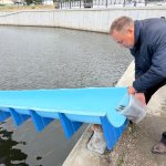 В Байкал выпустили 113 тысяч мальков осетра