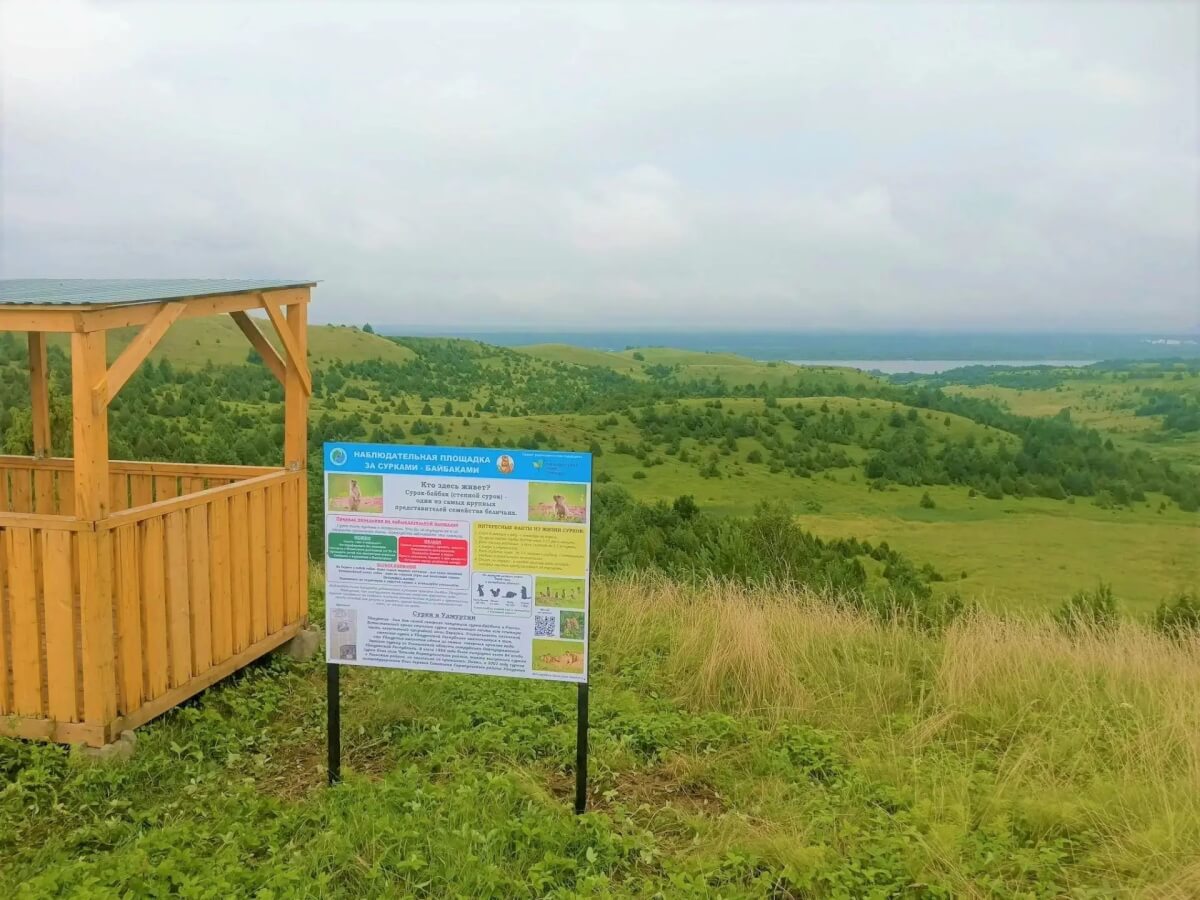 В Удмуртии появились площадки для наблюдения за сурками-байбаками
