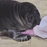 На Байкале спасли истощенного нерпенка