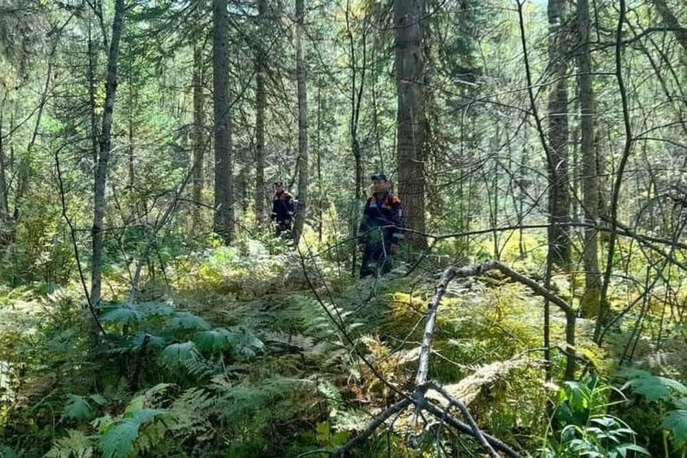 Двух погибших грибников нашли со следами нападения медведя в Красноярском крае