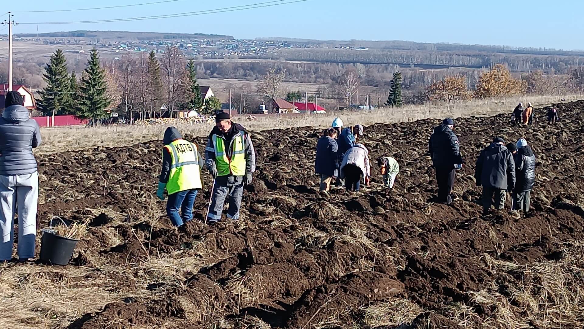 Добровольцы высаживают лиственницы в Боголюбовке