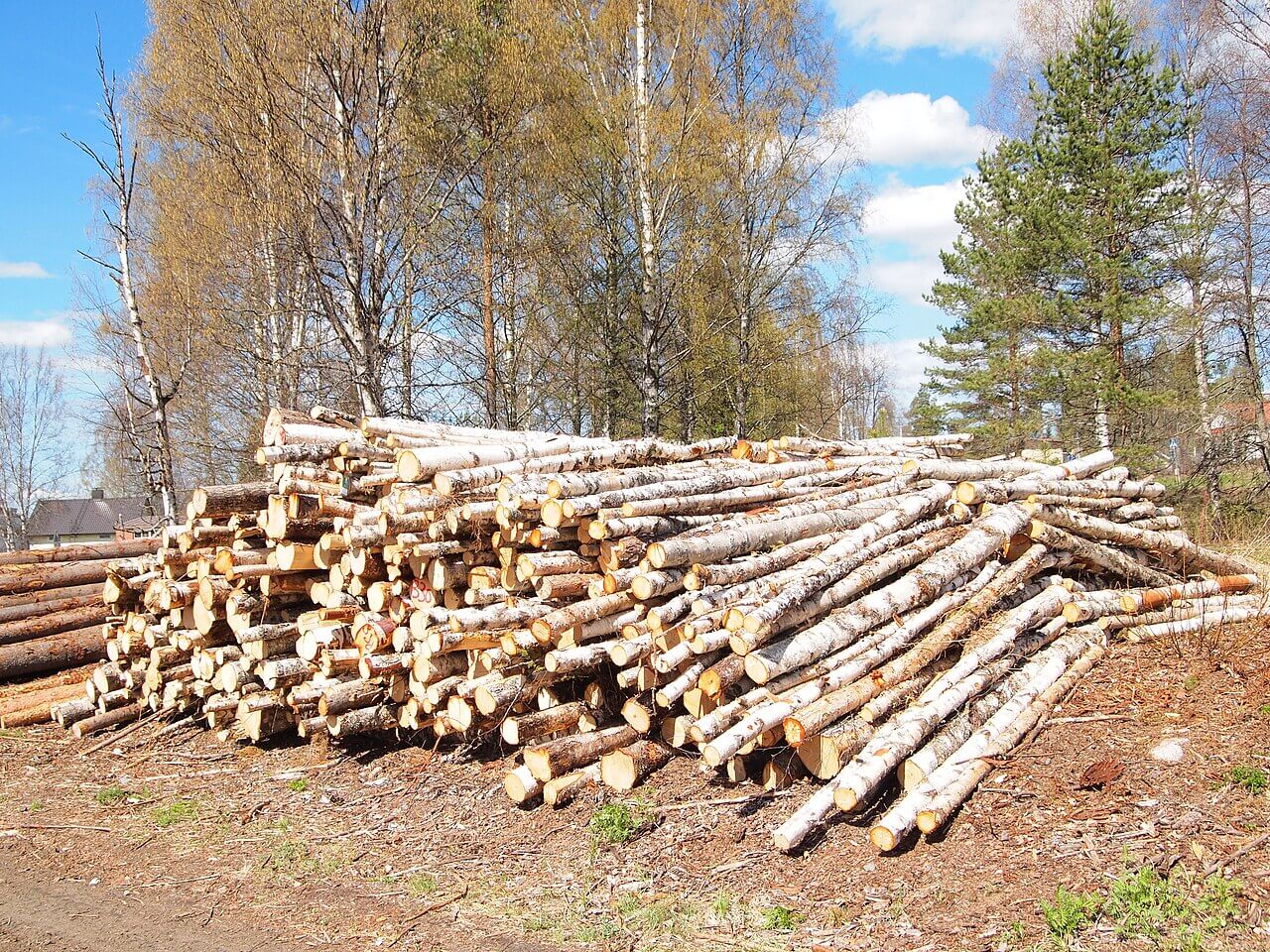 В Хабаровском крае вынесли приговор за контрабанду более 450 м³ берёзы
