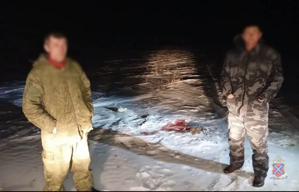 В Волгоградской области передали в суд дело об отстреле трёх краснокнижных сайгаков