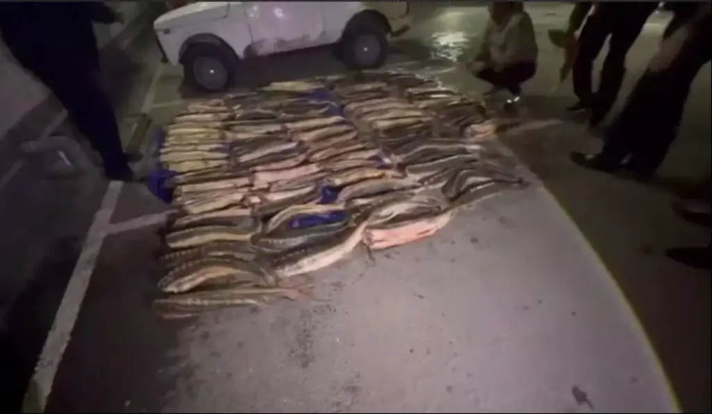 В Дагестане после погони в «Ниве» нашли 346 кг краснокнижных осетровых