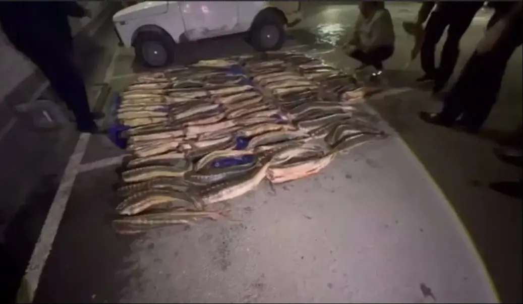 В Дагестане после погони в «Ниве» нашли 346 кг краснокнижных осетровых
