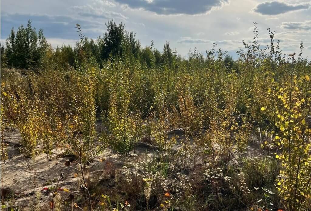 Тавровский лес в Воронеже взяли под охрану