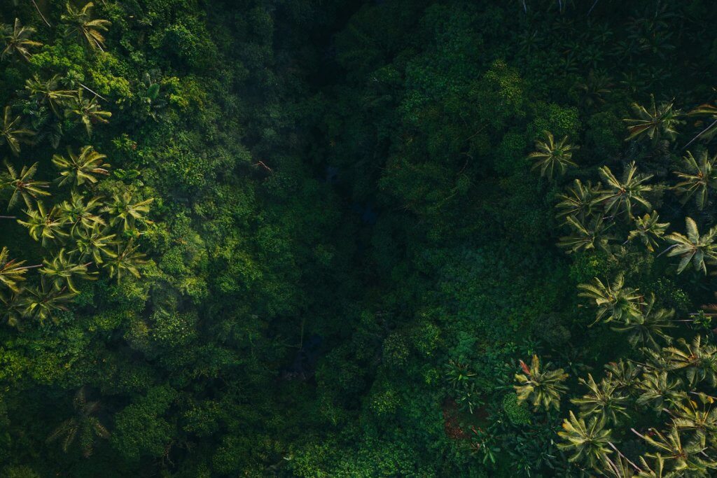 На COP17 пять доноров объявили о $60,22 млн новых взносов в фонд биоразнообразия