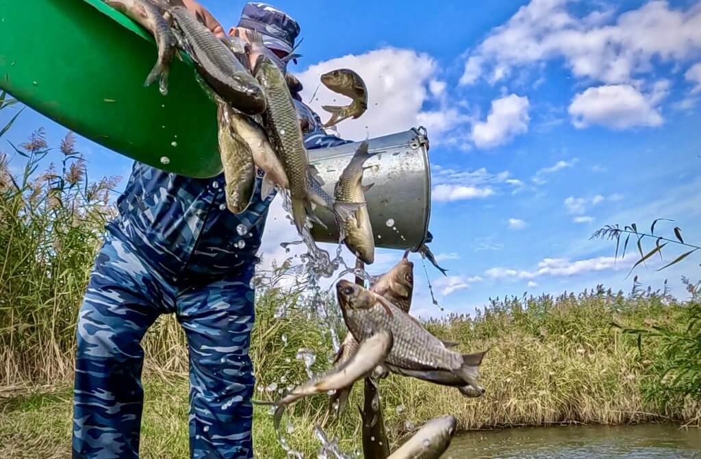 В Цимлянское водохранилище выпустили миллион мальков сазана и белого амура