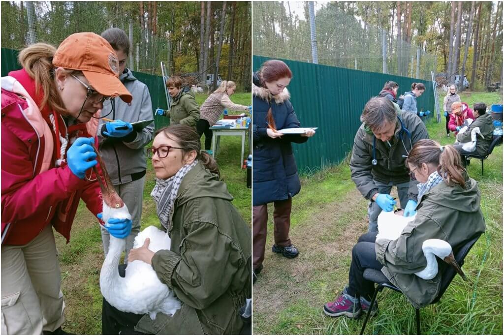В Окском заповеднике готовят шесть молодых стерхов к выпуску в природу