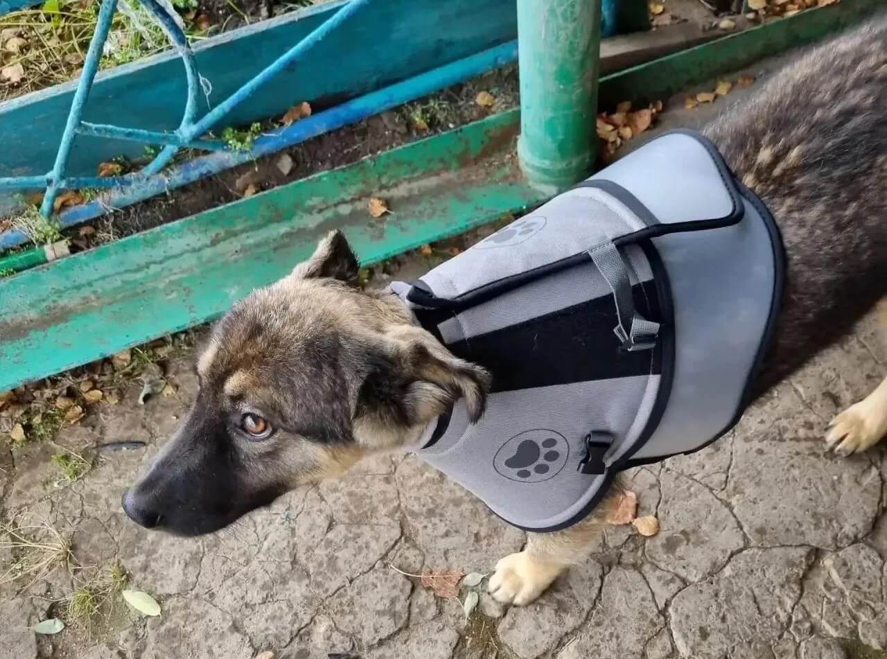 В Иркутской области щенок спас хозяев от нападения медведя