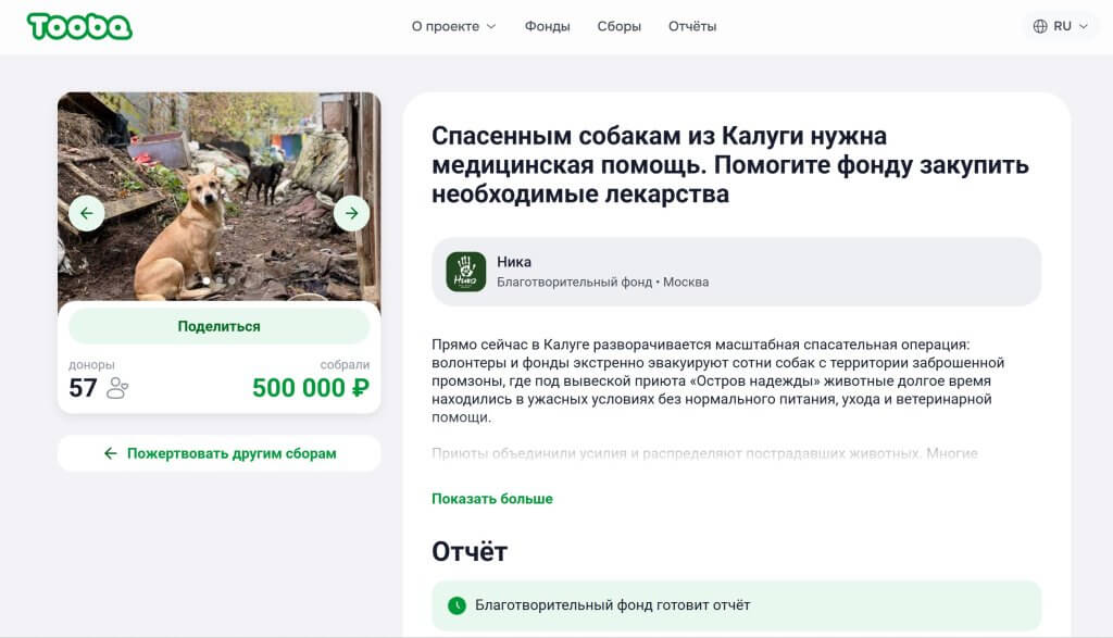 На лечение собак из калужского «Острова надежды» собрали 500 тысяч рублей за три часа